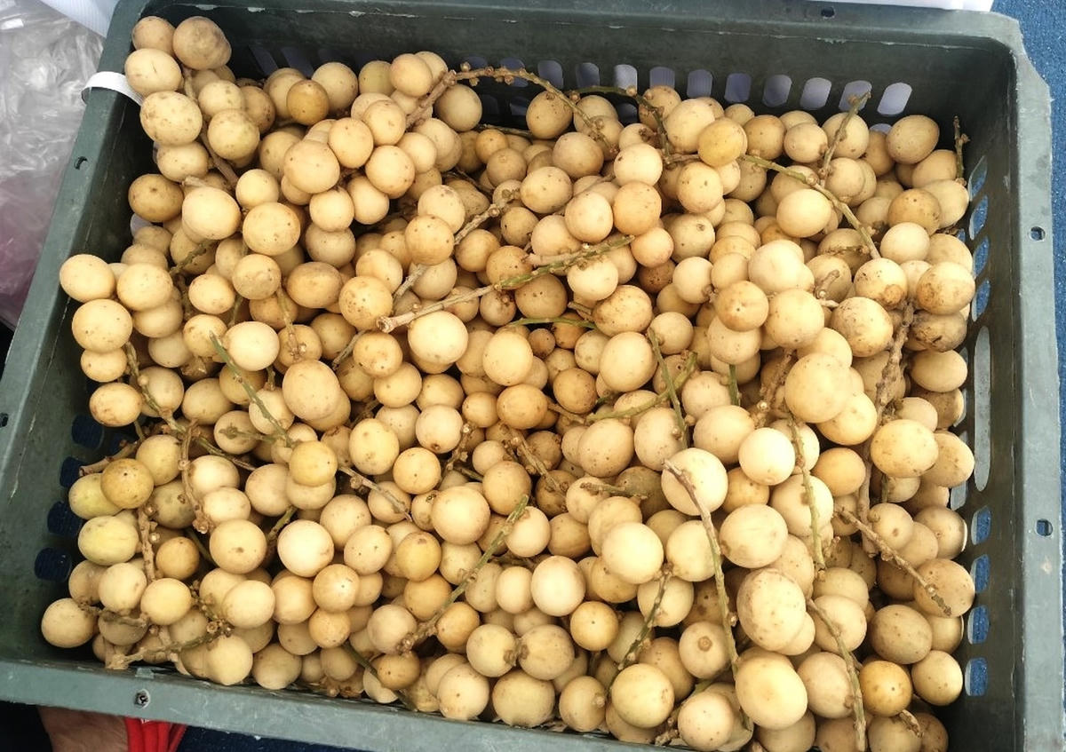 Giá bòn bon hiện nay từ 20 đến 25 nghìn đồng/1kg.