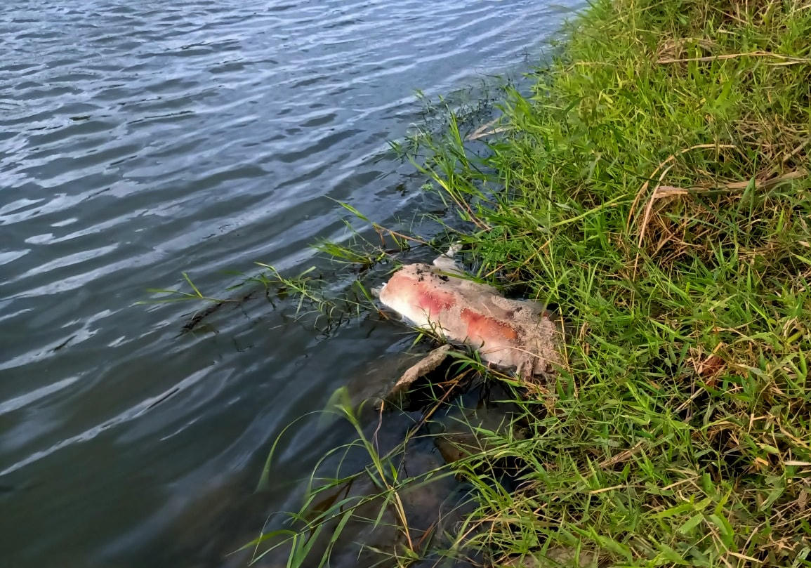 Xác lợn trong quá trình tiêu huỷ gây ô nhiễm nghiêm trọng.