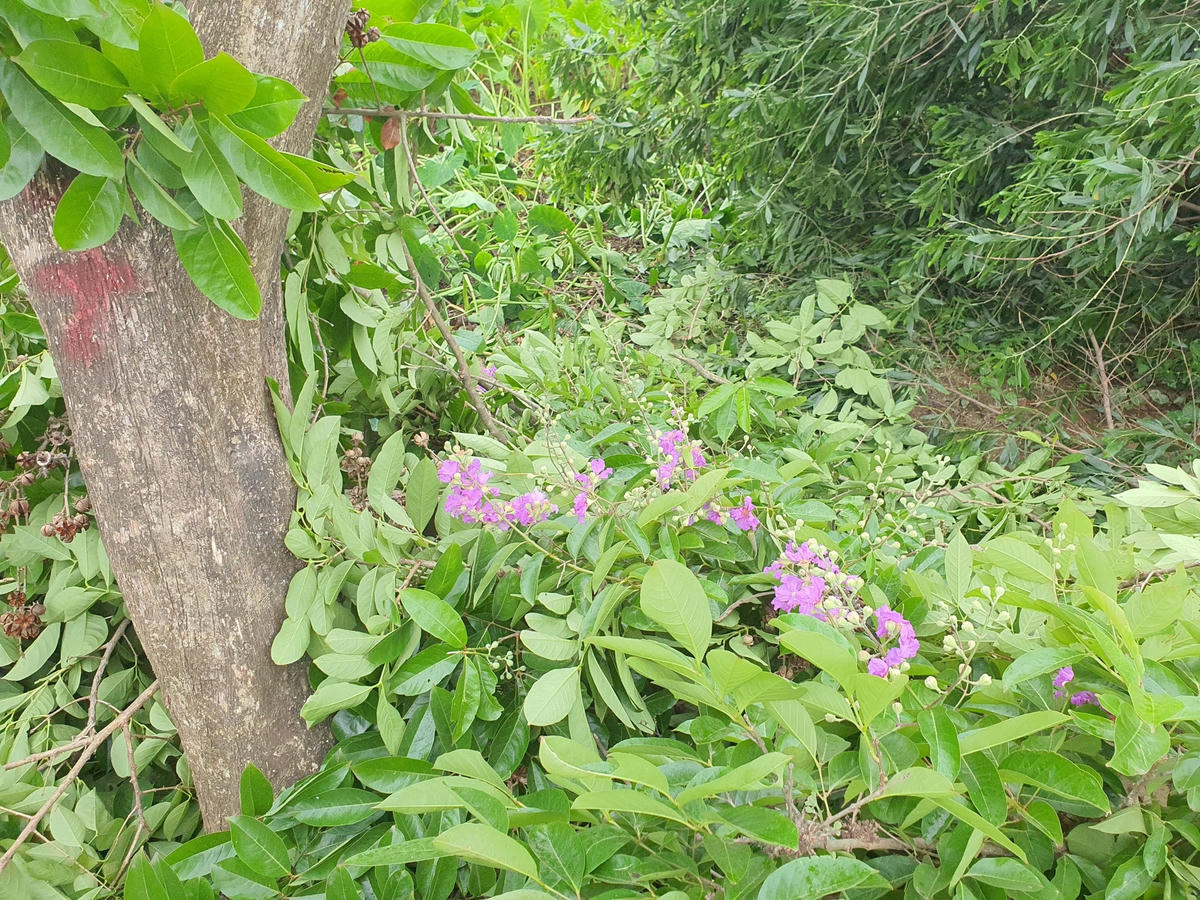 Những cành hoa bằng lăng rụng xuống lề đường do phải cắt tỉa cành khiến nhiều người lại qua ngẩn ngơ, xót xa.