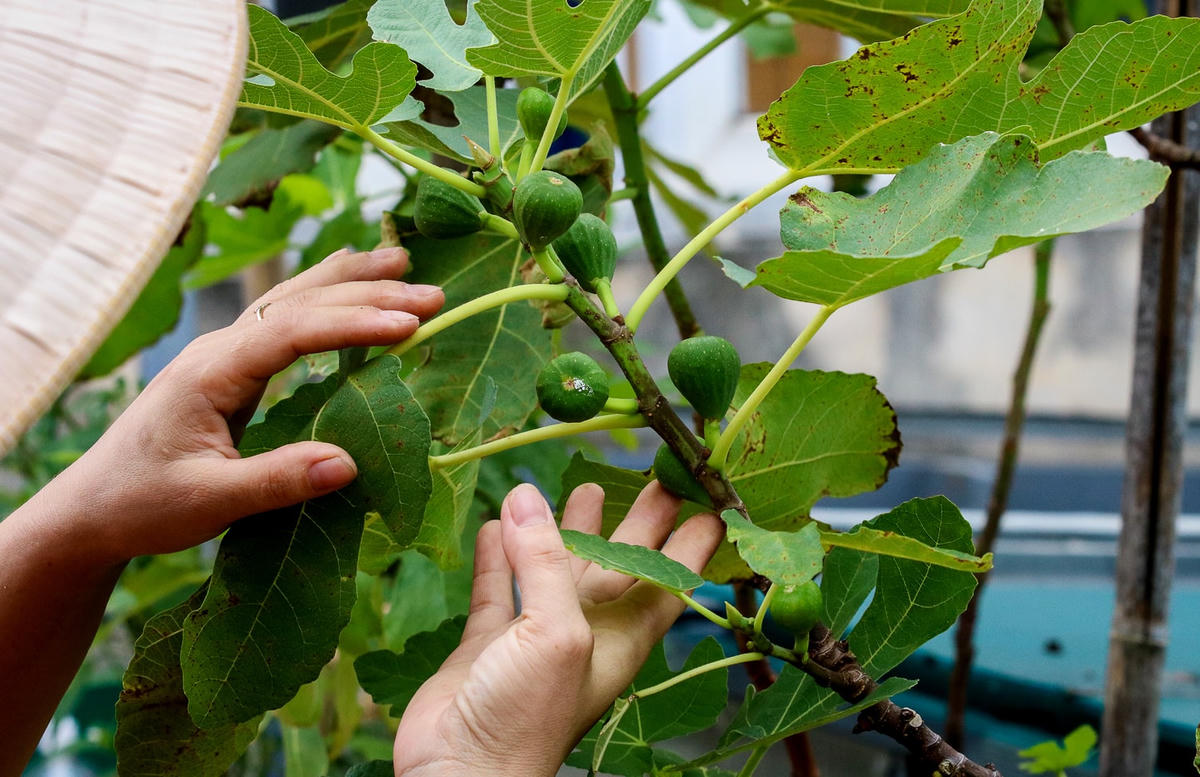 Loại sung Mỹ “khó tính” nhưng lại trĩu quả trên khu vườn của chị Thuận.