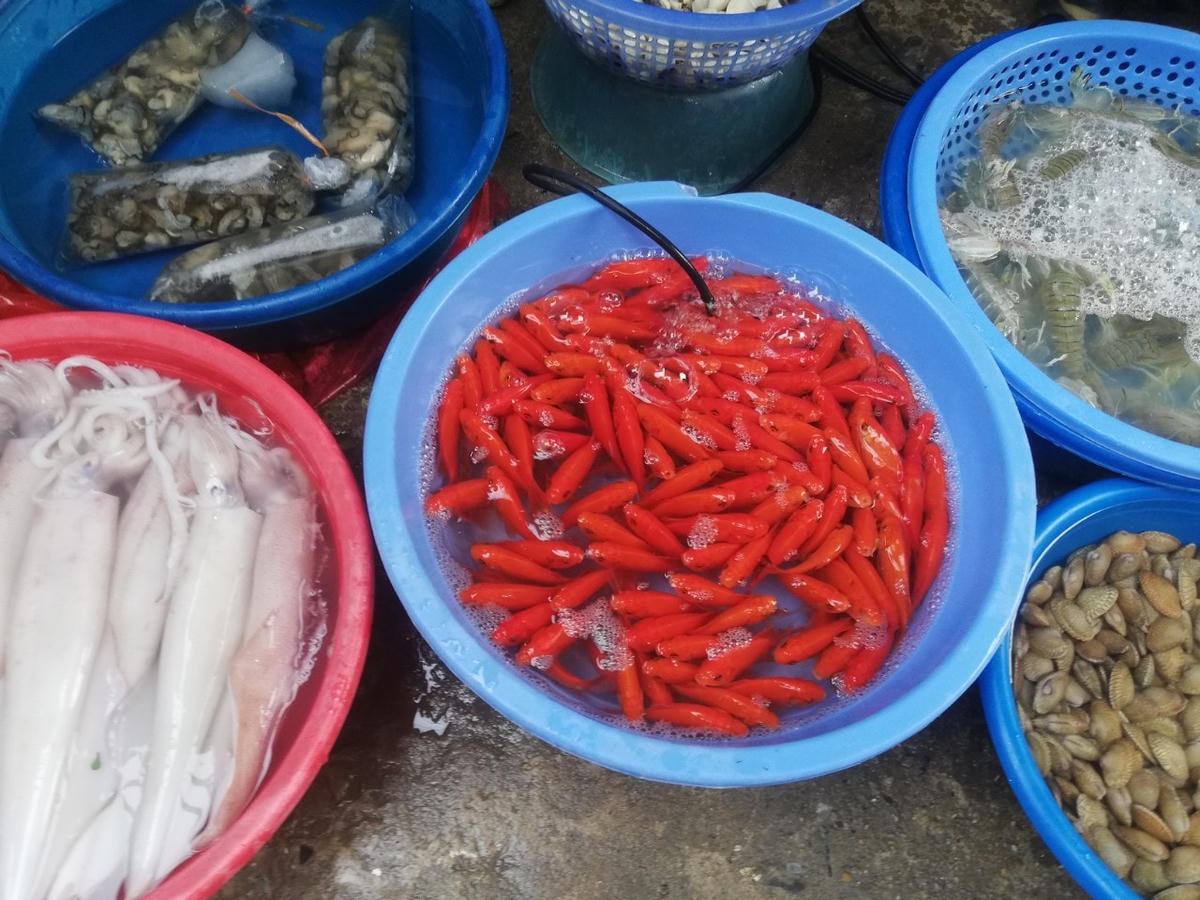 Những chậu cá chép đỏ au được người dân chọn lựa, mua sắm để cúng lễ với giá cả cũng phải chăng, chỉ 10.000 đồng/3 con.