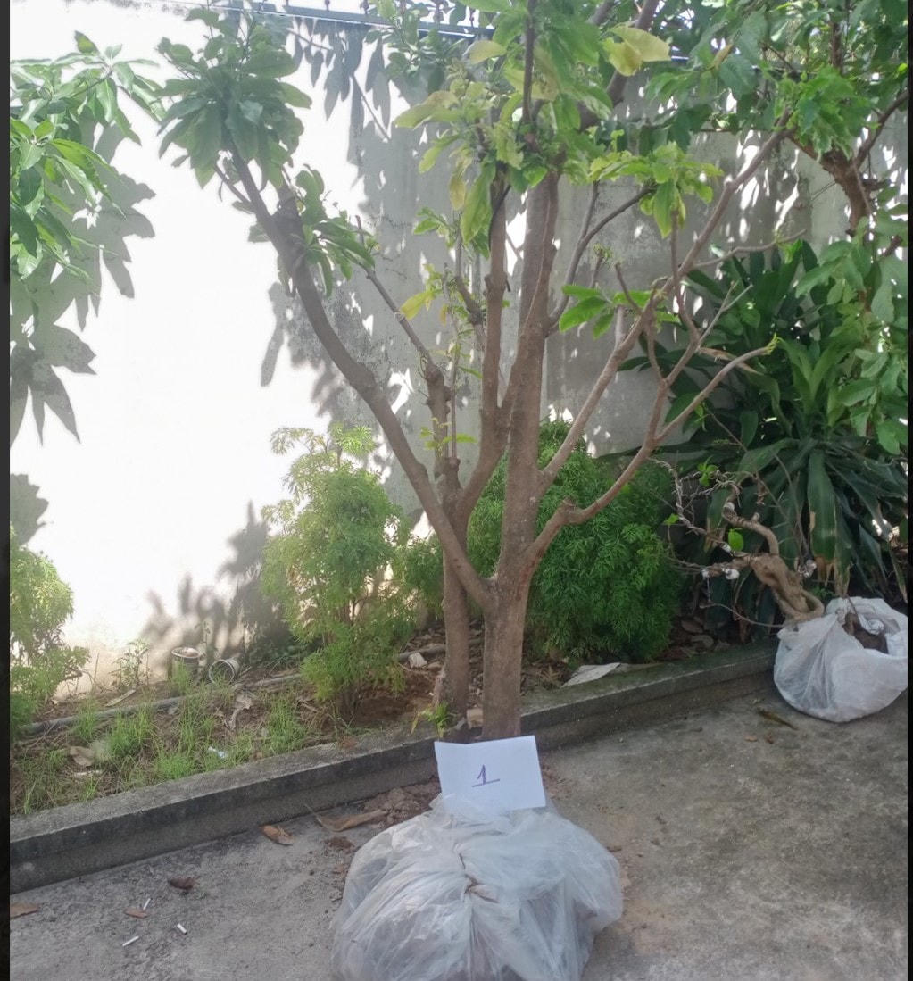 Tang vật của vụ án trộm cây mai.