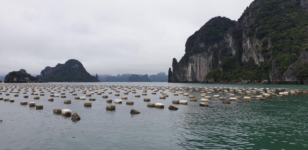 Trên các vùng biển của Quảng Ninh vẫn tồn tại nhiều vùng nuôi tự phát, không theo quy hoạch.