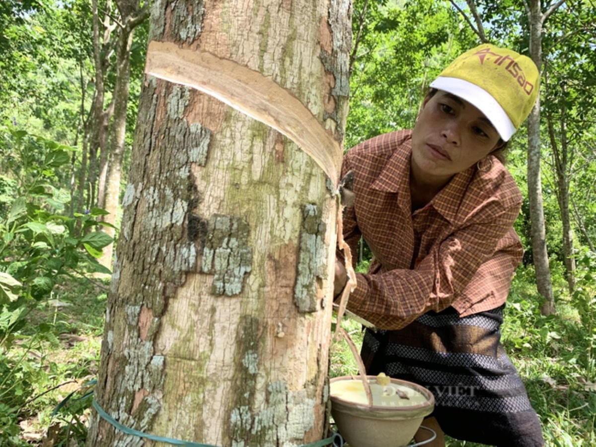 Mô hình trồng cao su của gia đình anh Hồ Nam ở bản Khe Ngang, xã Trường Xuân, huyện Quảng Ninh, mỗi năm cho thu nhập 200 triệu đồng.