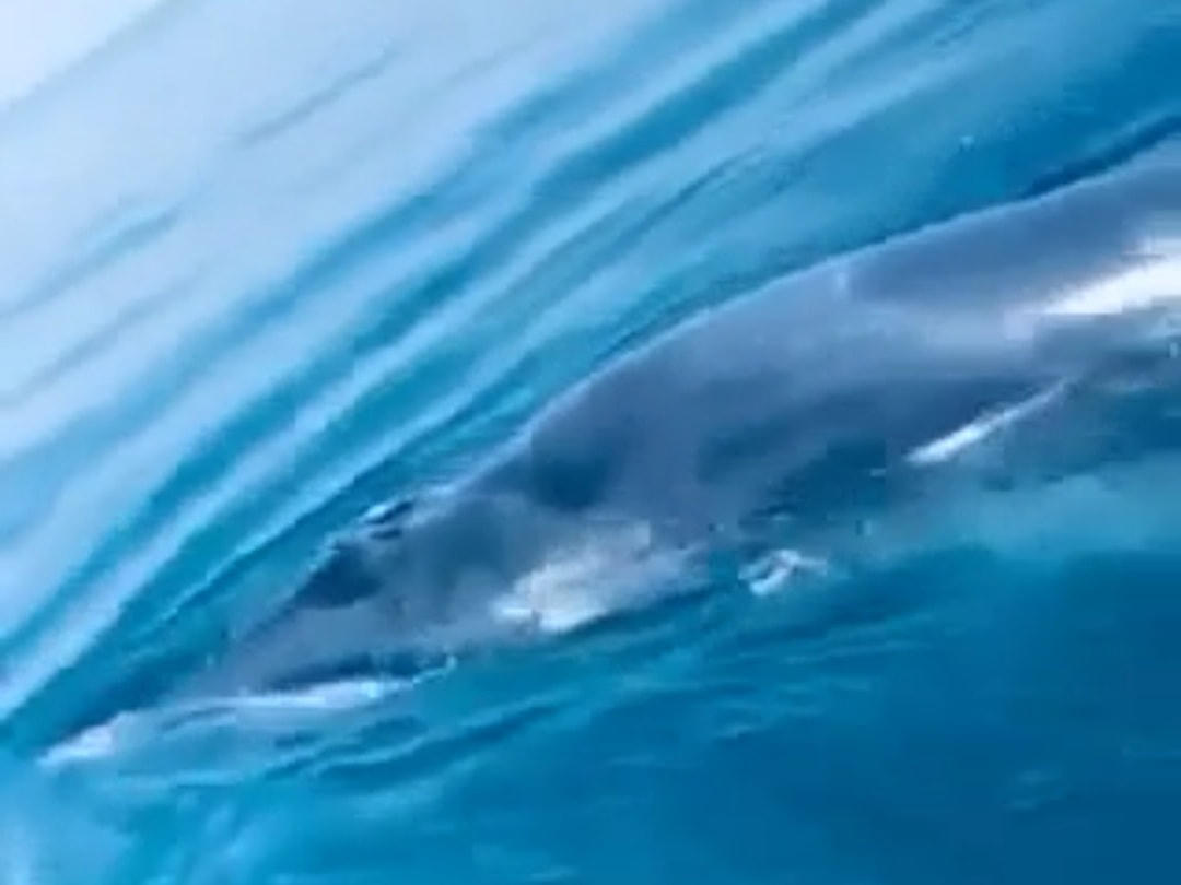 Theo nhận định của nhiều ngư dân, đây có thể là giống cá voi Balaenoptera edeni.