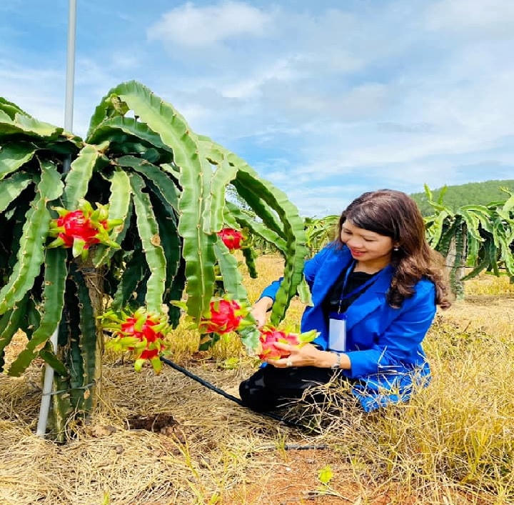 Thanh long ruột đỏ được mùa.