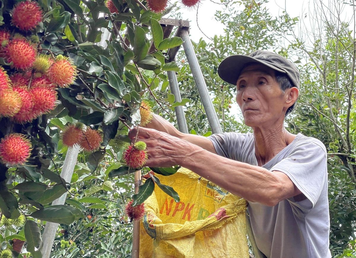 Ông Nguyễn Đăng Hiệp đang hái trái chôm chôm trên cây.