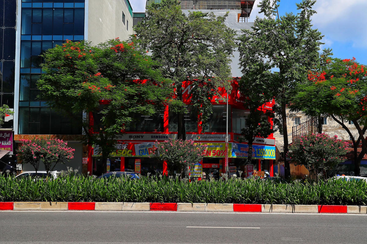  "Ngày nào em cũng đi bộ đến trường trên con đường này, vì vậy luôn được nhìn thấy hàng tường vi từ trên cao dài hàng trăm mét đang nở rộ. Hoa tường vi nở hồng rực rất đẹp khiến cho cả tuyến phố này rực rỡ hơn", Tùng Anh chia sẻ.