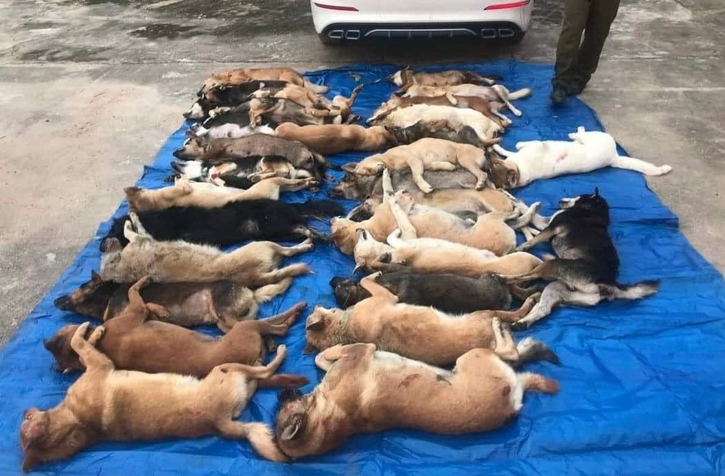 Số chó mà đối tượng Phát cùng đồng bọn đã trộm được.