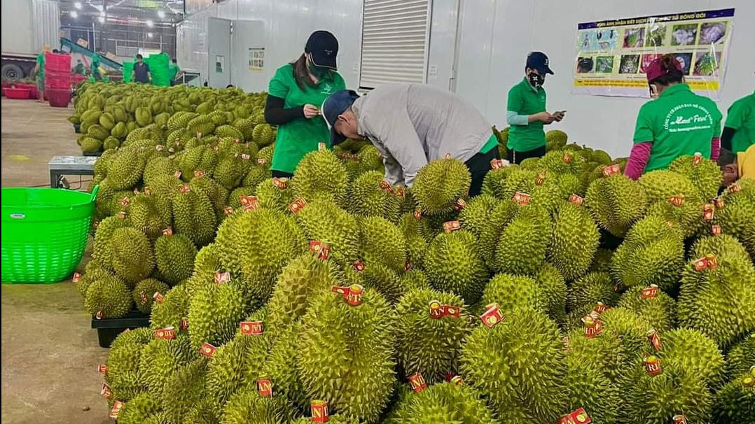 Chế biến sau thu hoạch là giải pháp nâng cao giá trị xuất khẩu nông sản Việt Nam.