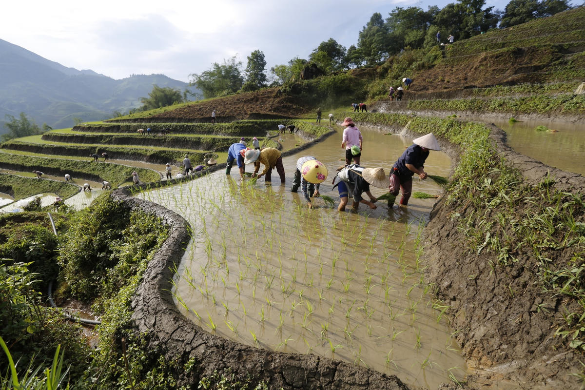 Đến vụ, người dân nơi đây thường đổi công cho nhau để cấy cho kịp con nước cũng như thể hiện tinh thần đoàn kết, vui vẻ. Ảnh Phạm Bằng