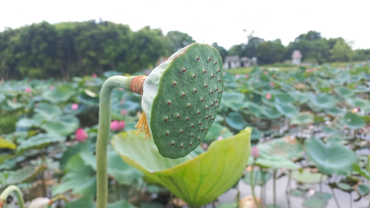 Sẽ cần 21 ngày để đài sen phát triển.