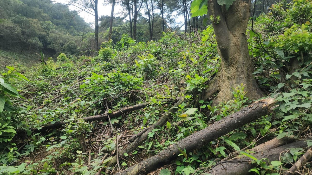 Diện tích điểm phá cũ lớn hơn rất nhiều điểm phá mới.