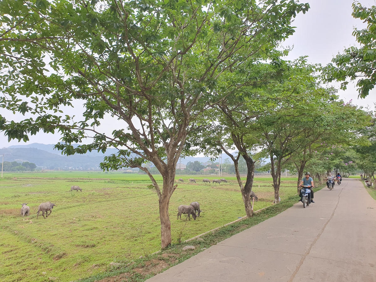 "Quan điểm của địa phương là sẽ giữ hàng cây bằng lăng này bởi đó là kỷ niệm của Đoàn Thanh niên cũng là cảnh quan mà người dân yêu thích, khi dự án mở rộng đường hoàn thành chắc chắn sẽ cho trồng trở lại", Lãnh đạo phường Dân Chủ thông tin.