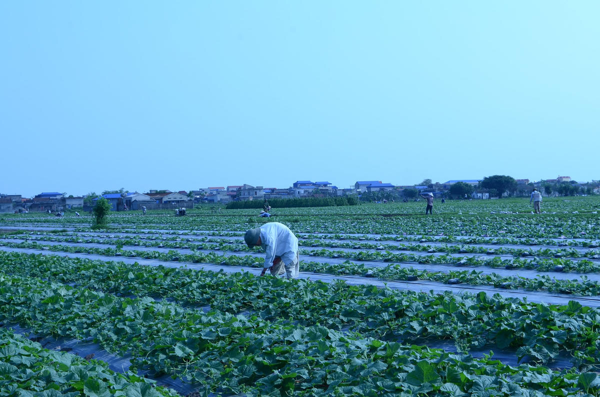Từ nguồn vốn vay ưu đãi, nhiều hộ nghèo trong tỉnh có nguồn lực đầu tư phát triển sản xuất, kinh doanh, có sinh kế, thu nhập bền vững.