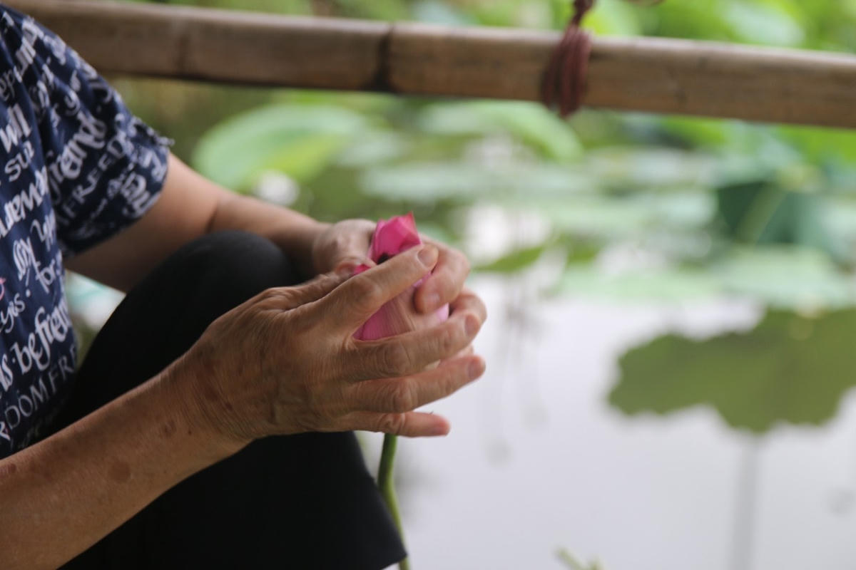 Người dân từ các tỉnh lân cận đổ về Hà Nội chụp ảnh mùa sen