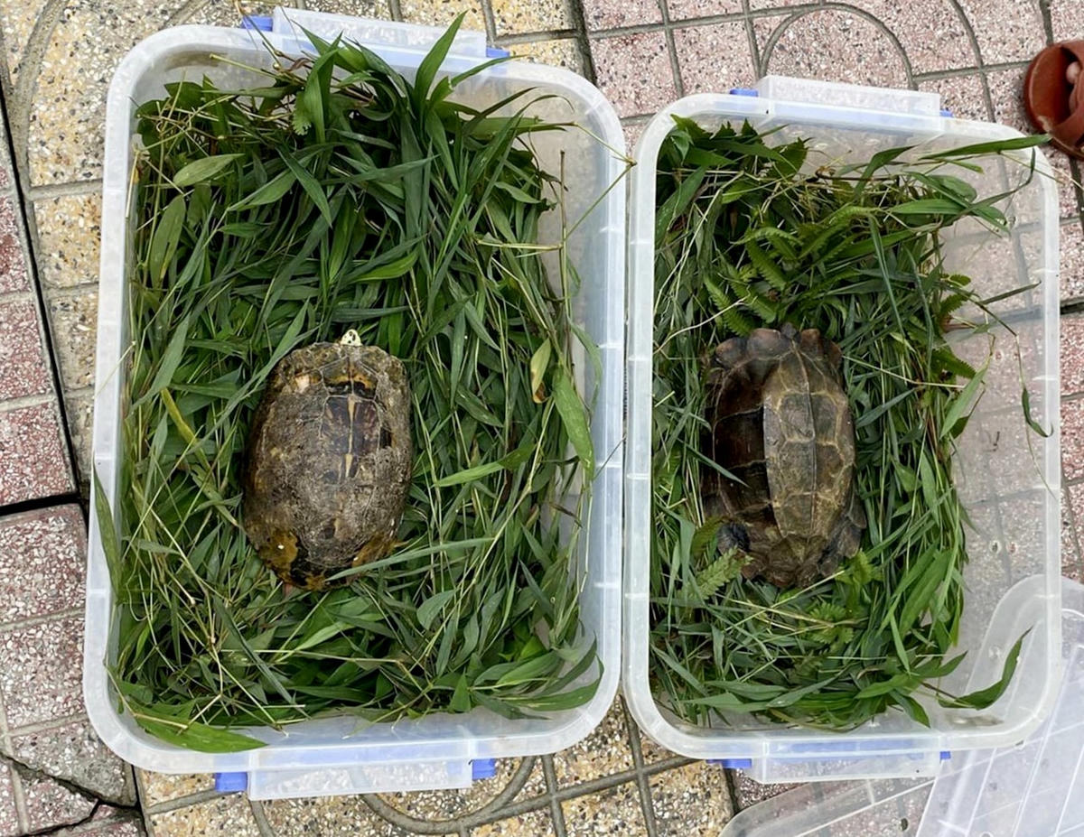 Hai cá thể rùa quý hiếm.