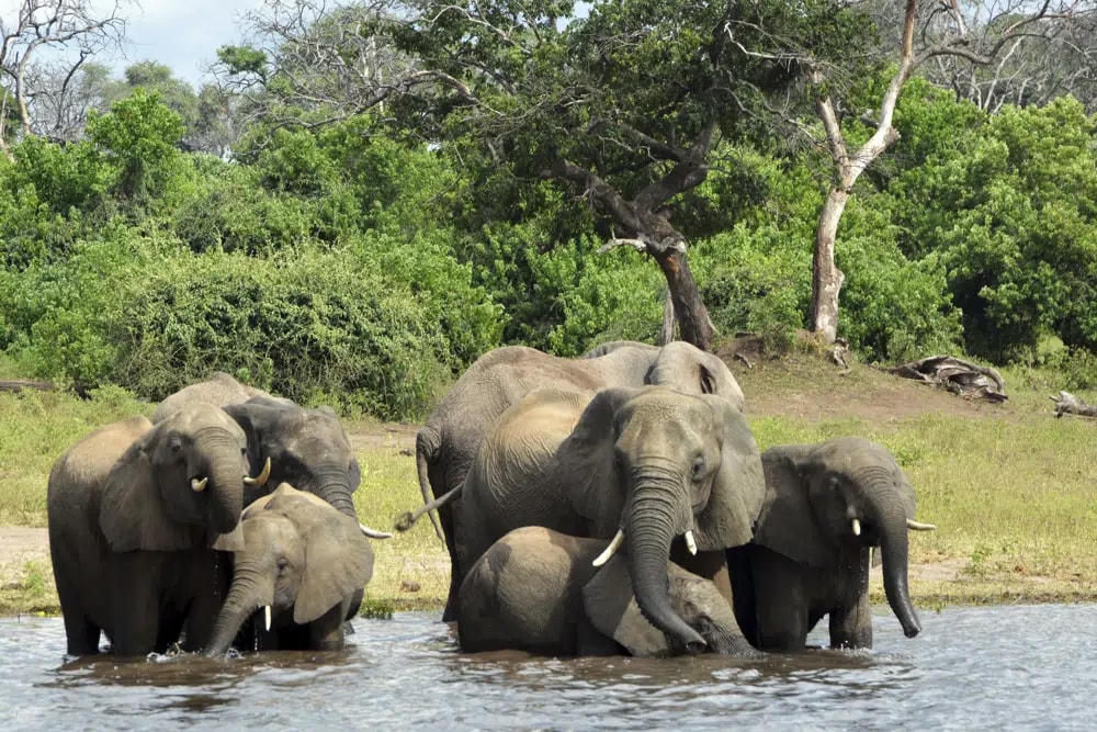 Những chú voi trong Công viên Quốc gia Chobe ở Botswana. Ảnh: AP.