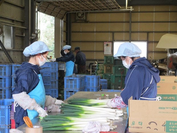 Lao động Việt Nam làm việc tại Công ty Carry System (Nhật Bản). Nguồn: Vietnamplus.
