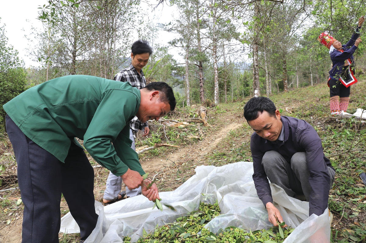 Sau khi hái, người thu hoạch thực hiện phân loại hoa và lá hồi ngay trên rừng.  