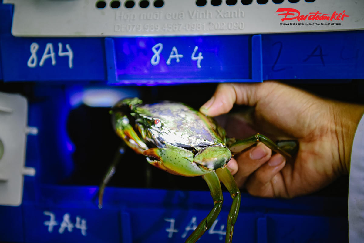 Tại đây có 2 loại cua được anh Cảnh lựa chọn nuôi đó là cua lột và cua cốm. Trong đó, cua lột đem lại thành phần giá trị dinh dưỡng cao, phải mất khoảng 30-35 ngày chăm sóc mới có thể bán. Giá trung bình cho mỗi kg cua biển là 800.000 đồng.