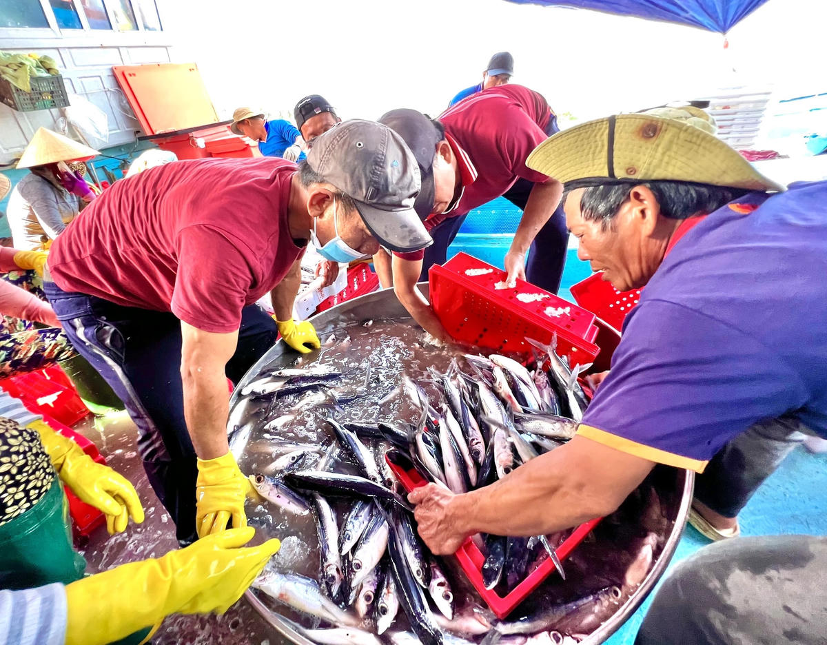 Nhân công đang phân loại cá chuồn.