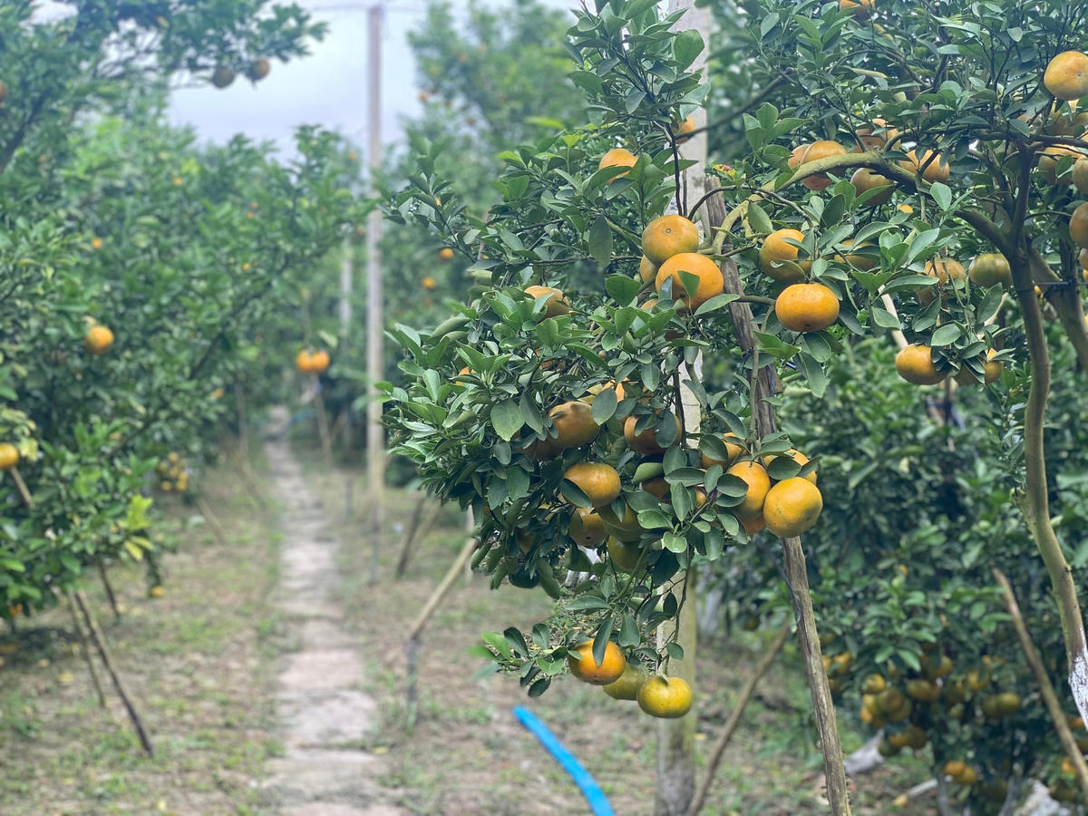 Quýt hồng có hình dáng dẹt, màu đỏ tươi thường chín rộ dịp cuối năm gần tết Nguyên đán. Ngoài ra, quýt tròn có màu da lươn khi chín, giá trị kinh tế thấp hơn.