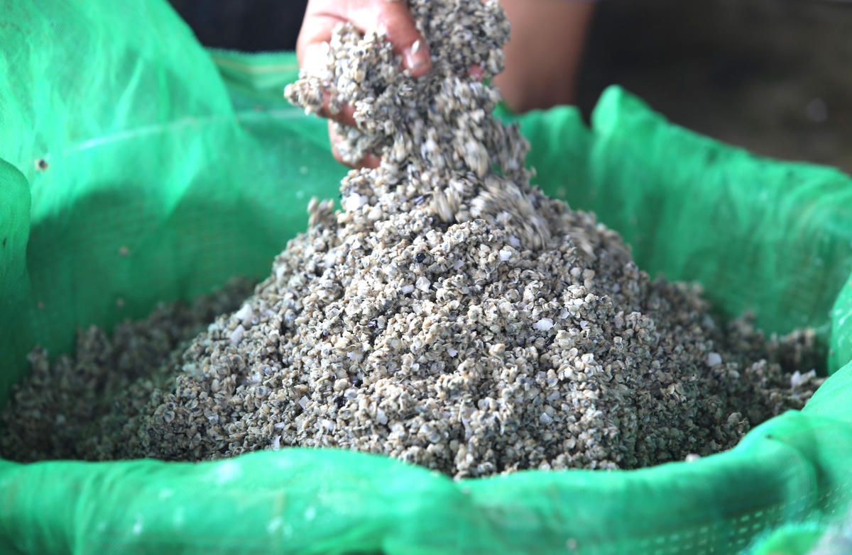 Hến đã được nấu chín.