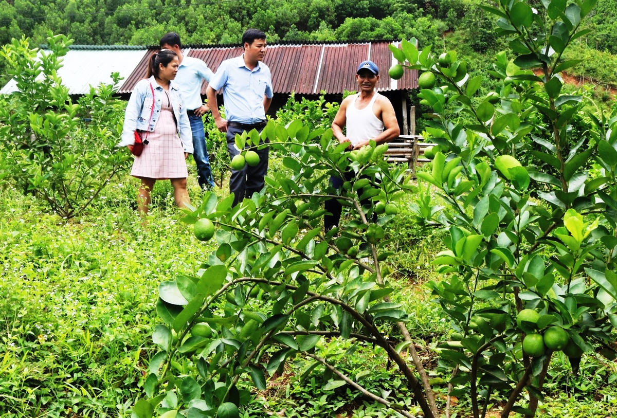 Mô hình trồng cây chanh không hạt ở xã Phước Chánh.