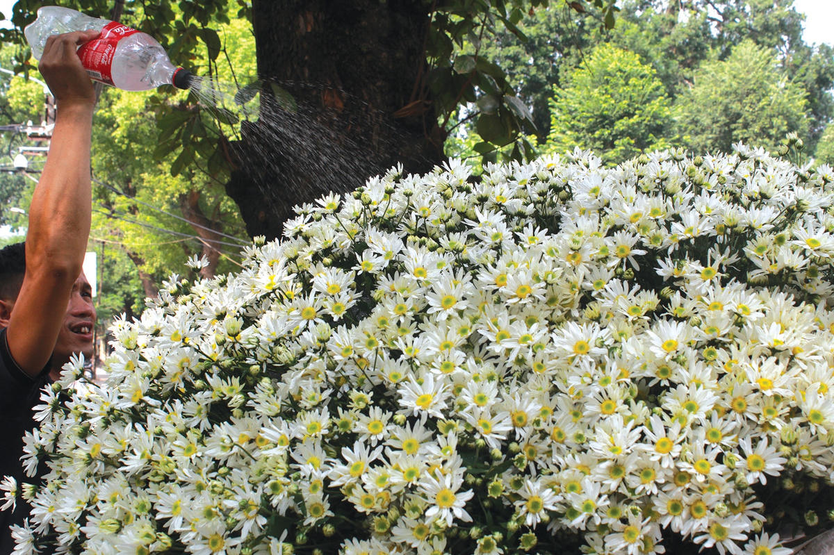 Loài hoa gây thương nhớ.  