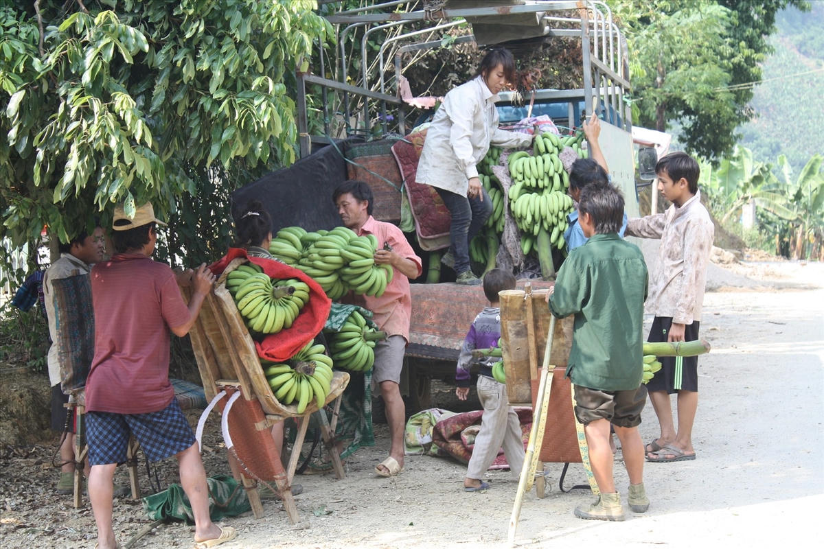Việc triển khai hiệu quả Chương trình Mục tiêu quốc gia góp phần nâng cao thu nhập cho đồng bào các dân tộc Mường Khương.