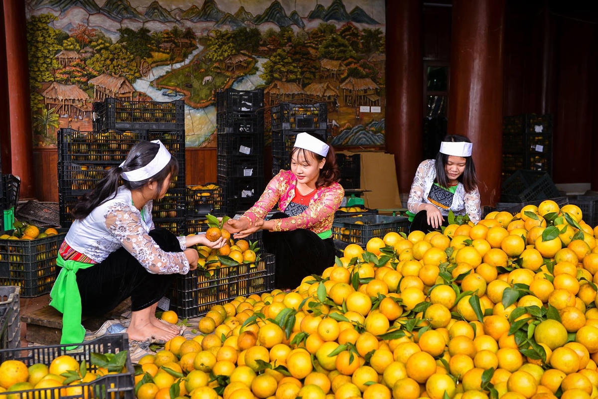 Nhiều mô hình nông nghiệp góp phần thúc đẩy phát triển kinh tế - xã hội vùng đồng bào dân tộc thiểu số tỉnh Hòa Bình. Ảnh: Hoàng Quý.