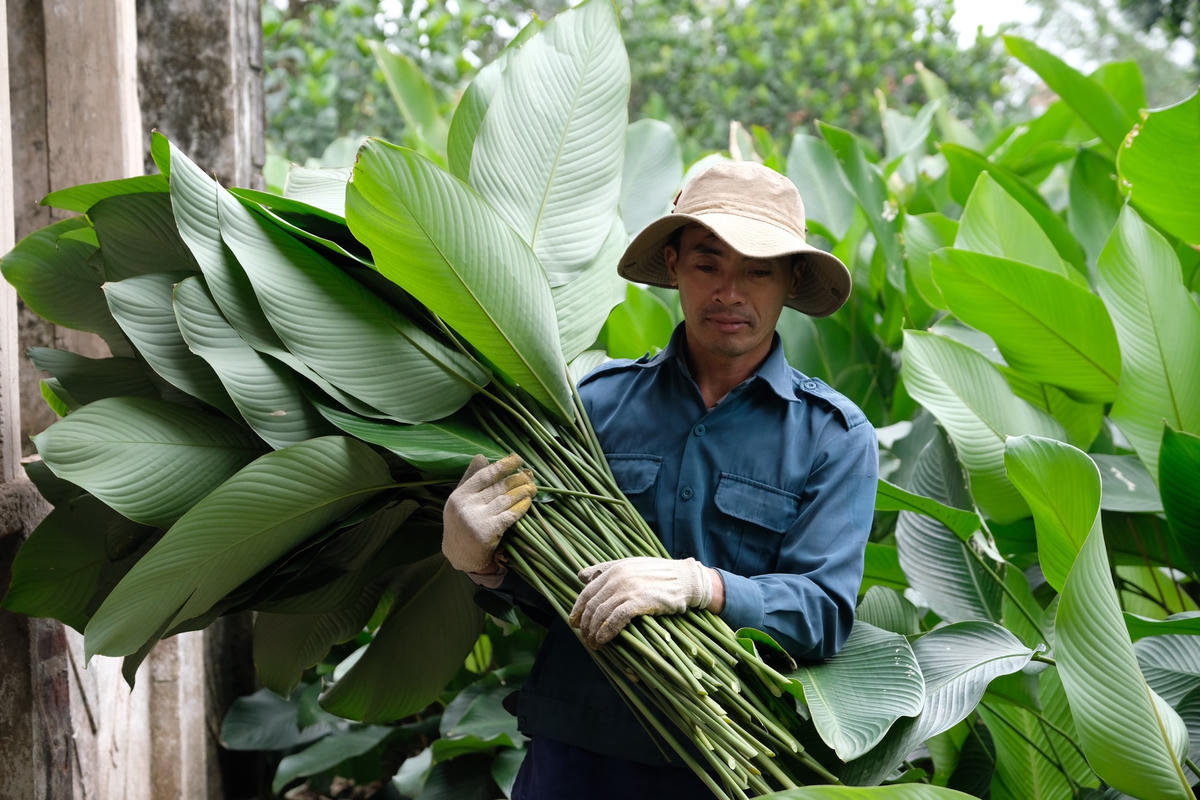 Những tàu lá xanh mơn mởn được người dân chăm sóc kỹ lưỡng để bán được với giá thành cao.