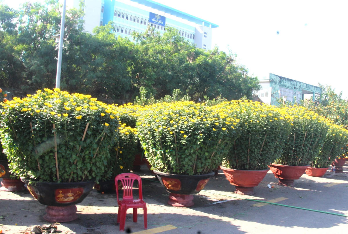 Các chậu hoa cúc có giá tiền triệu không có người hỏi mua.