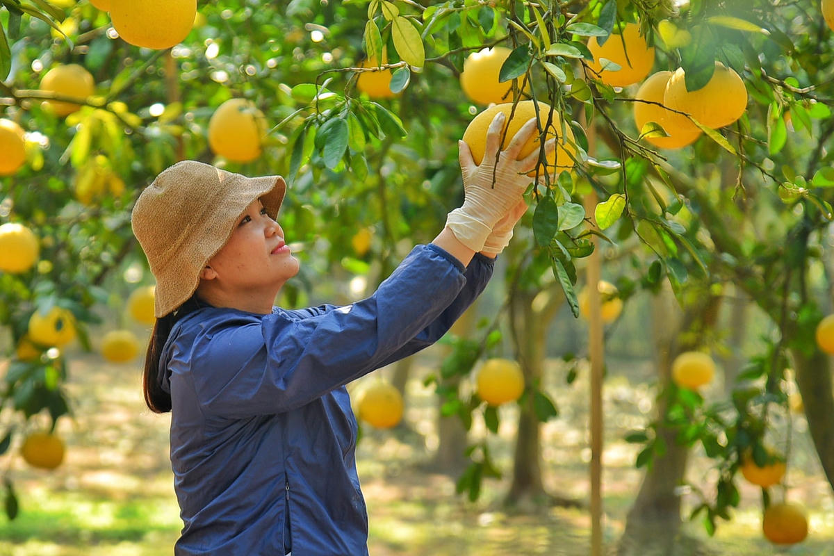 Bưởi Diễn thường trái nhỏ, khi chín có màu vàng đỏ, gốc bưởi càng lâu năm thì càng ngon, ngọt.