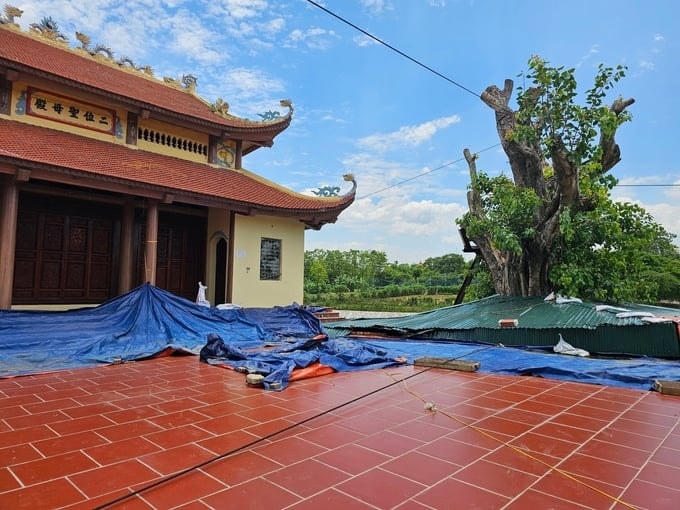 Cây Đề di sản, Đền Mẫu đáng ra được công trình gần 20 tỷ đồng bảo vệ thì nay bị ảnh hưởng nặng nề bởi sự cố sập kè sông Phó Đáy. Ảnh: Quang Lộc.