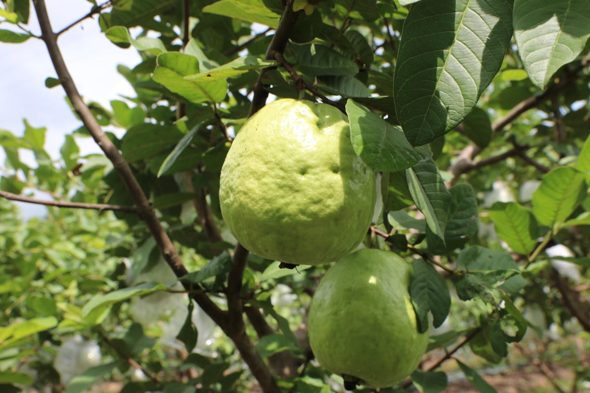 Ổi Hoành Bồ làm “đại sứ du lịch”.