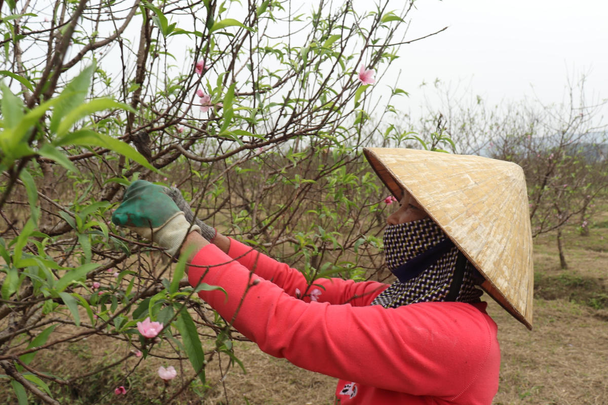 Gương mặt chất chứa đầy sự lo lắng, bà Nguyễn Thị Nghĩa (63 tuổi, trú thôn 8, làng Trường Sơn, xã Xuân Du) cho biết, năm nay, gia đình bà trồng 500 gốc đào nhưng mất tới 1/3 số cây hiện đã nở hoa.