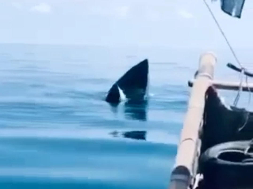 Hình ảnh chú cá voi có màu xanh chút hiện tại bè của ngư dân Mít.