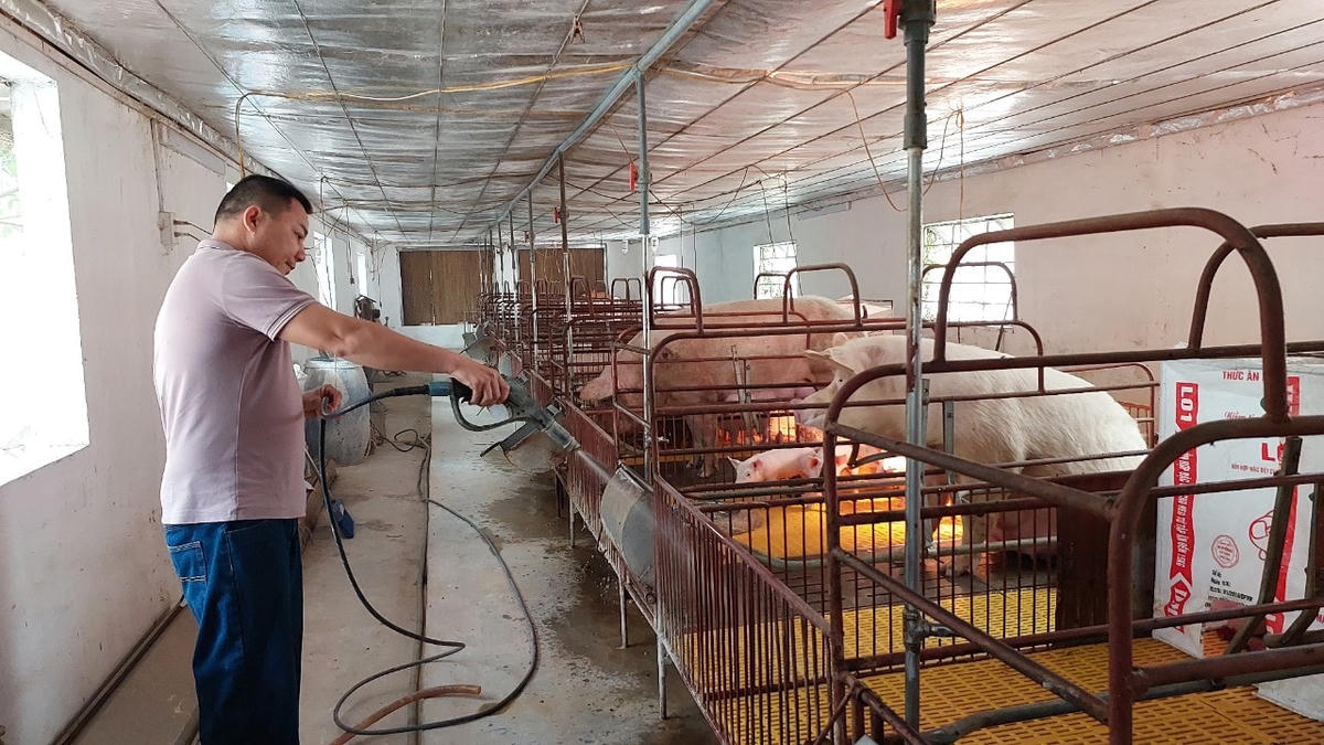Không có nước sạch, gia đình anh Thụ phải bơm nước giếng khoan để chăn nuôi.