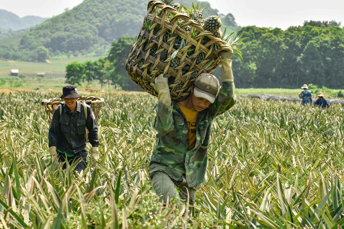 Thời điểm cận trưa, nhiệt độ ngoài trời có lúc lên đến hơn 40 độ C khiến người lao động đổ mồ hôi liên tục. Mệt mỏi, nóng bức, khó chịu nhưng bước chân của họ vẫn băng qua từng vạt đồi để kịp thu hoạch khi dứa đã chín.