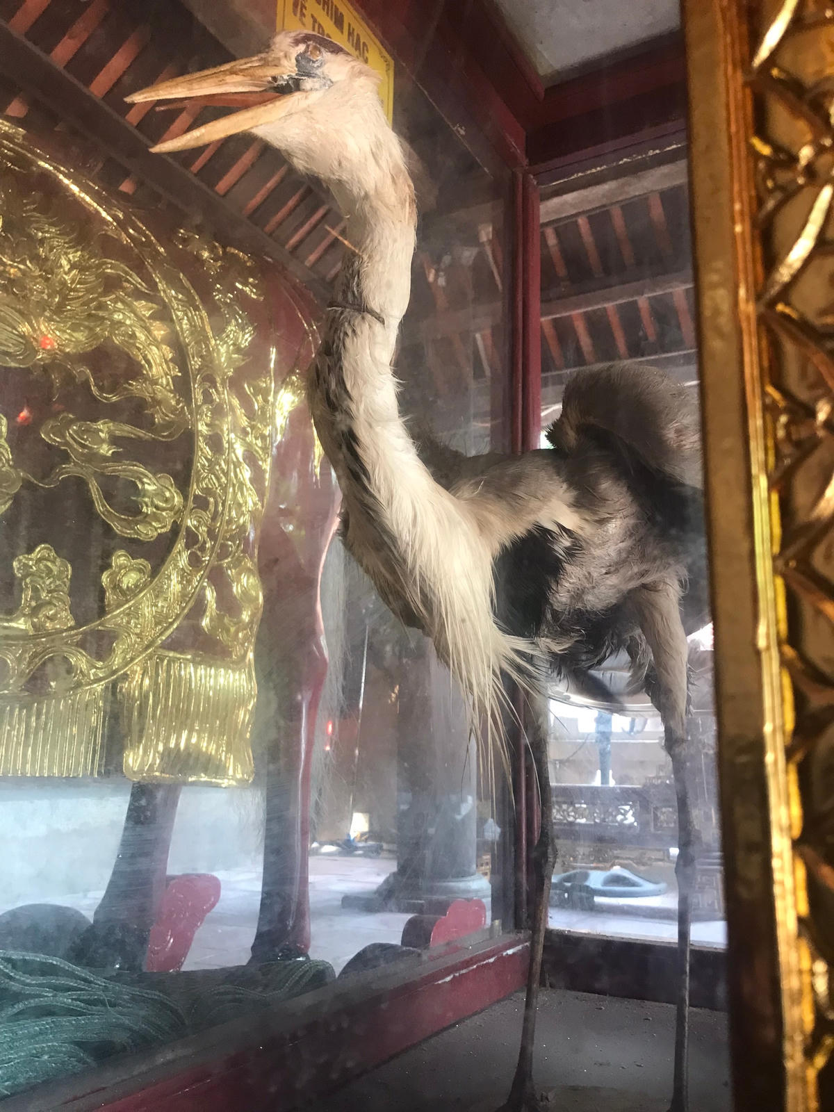 Chim hạc tại đền Cuông