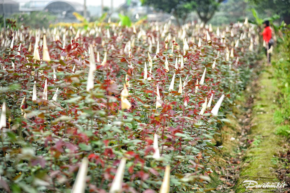 W_hoa_hong-le-khanh3.jpg