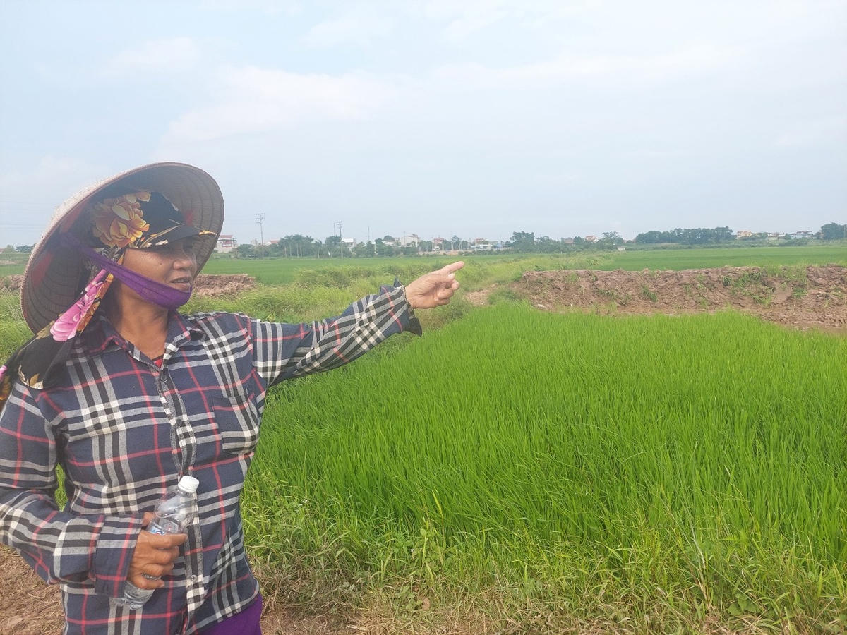 Bà Chu Thị Vượng bức xúc khi kênh bị phá, nguy cơ ảnh hưởng đến vụ mùa