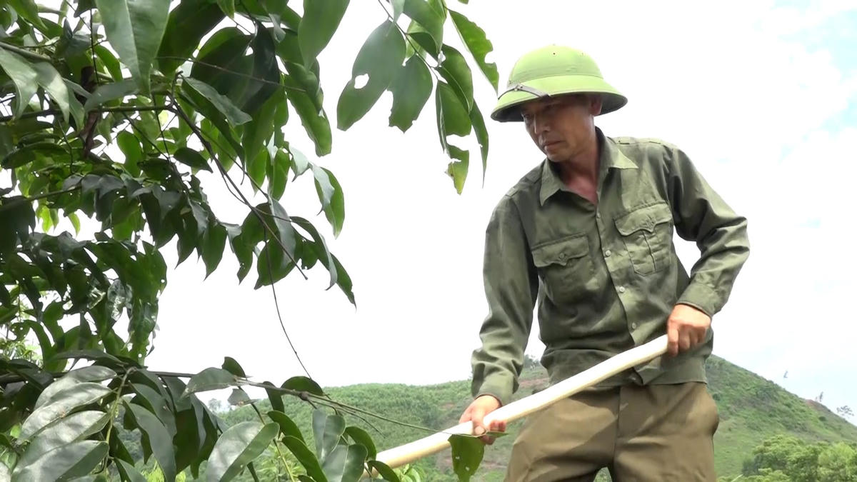 Ông Nịnh Văn Năm chăm sóc rừng lim xanh, tràn đầy hi vọng về cánh rừng gỗ lớn cho con cháu.