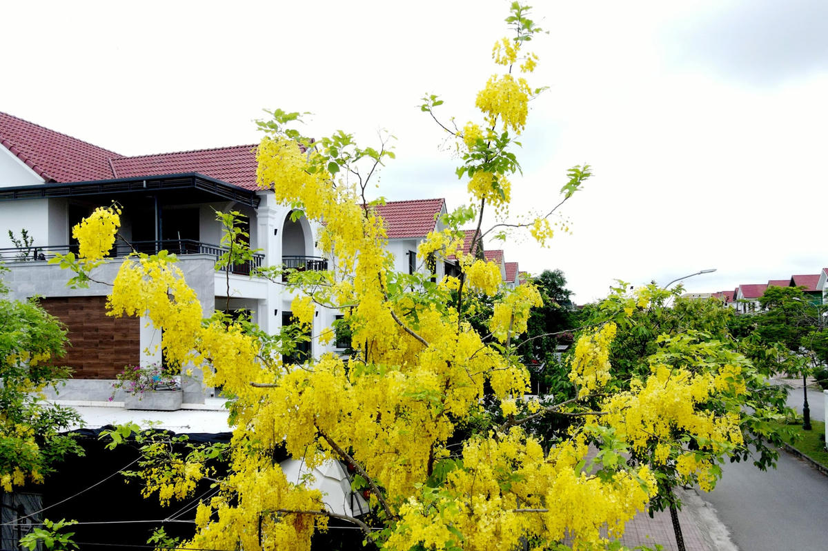 Muồng hoàng yến với sắc vàng đặc trưng là một nét độc đáo khiến những con phố hay những hiên nhà trở nên quyến rũ, hấp dẫn hơn trong những ngày đầu hè. Ảnh: Cẩm Kỳ