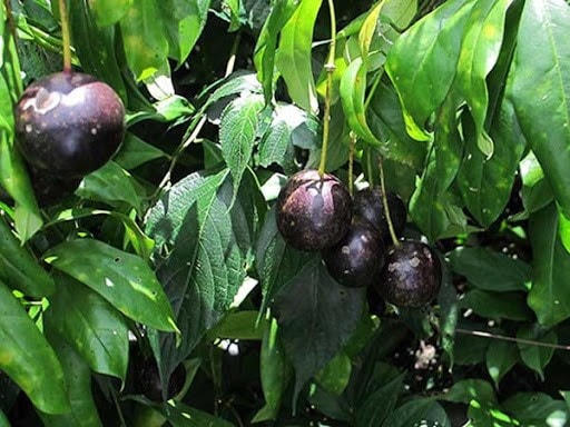 Quả Hổng Châu có thể gây chết người (Nguồn: Sở Y tế Hà Giang).