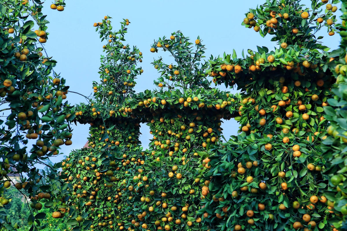 Những năm gần đây, nhờ quất cảnh đem lại hiệu quả kinh tế cao nên người dân xã Liên Nghĩa mở rộng diện tích trồng quất cảnh để phục vụ nhu cầu của người dân.