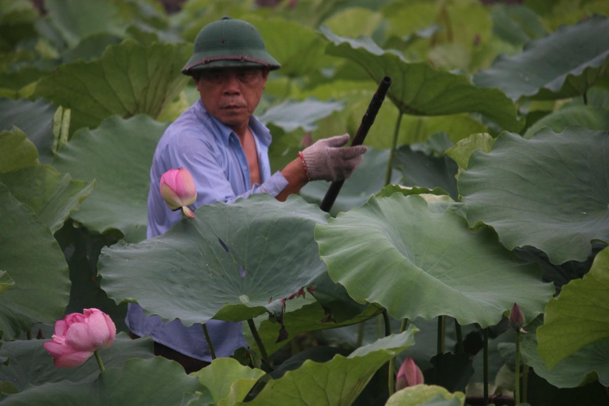 Những người nông dân tại vườn hái sen từ sáng sớm.