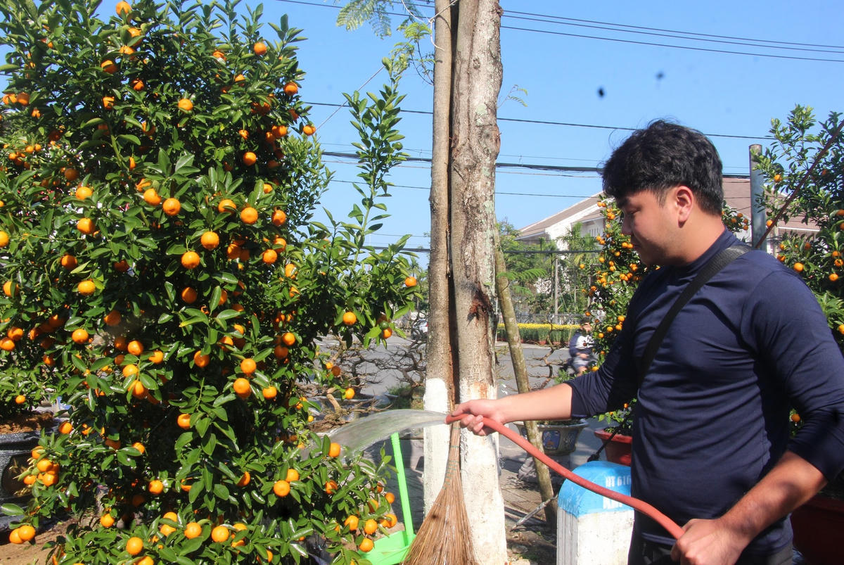 Anh Nguyễn Trường Đức tưới nước cho chậu quất.